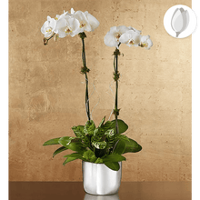 Cargar imagen en el visor de la galería, Celebración Orquídea, Cumpleaños Arreglo de flores, Flores para regalo y Flores 24 horas