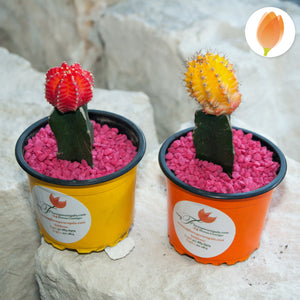 Cactus de Colores - Flores 24 Horas