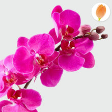 Cargar imagen en el visor de la galería, Orquídea imaginación - Flores 24 Horas