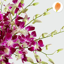 Cargar imagen en el visor de la galería, Majestad púrpura - Flores 24 Horas