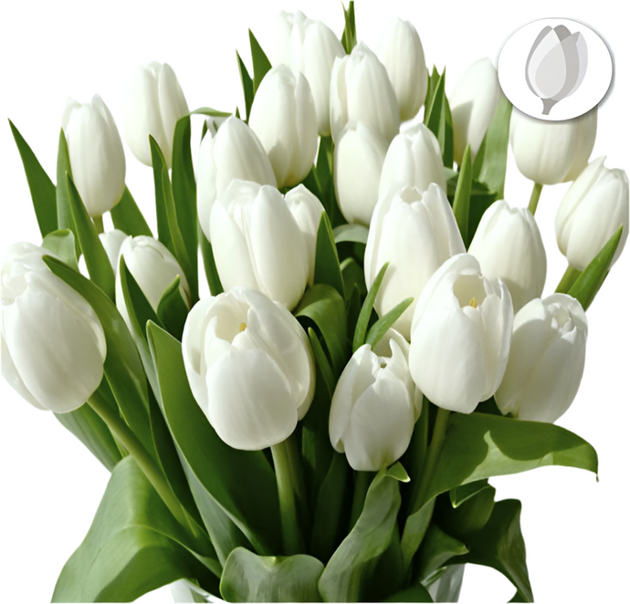 20 Tulipanes Blancos