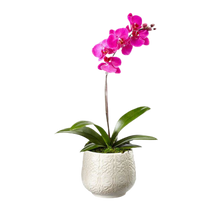 Load image into Gallery viewer, orchid imagination