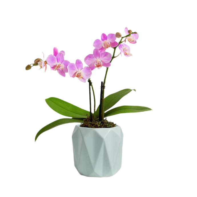 Mini Pink Orchid