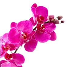 Load image into Gallery viewer, orchid imagination