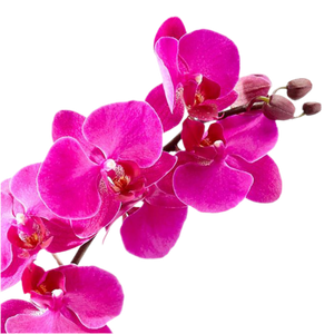 orchid imagination