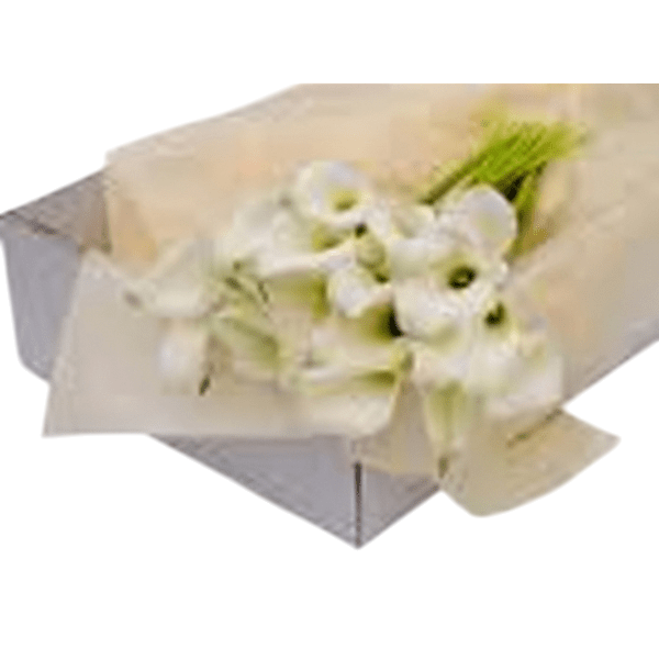 Alexa dónde comprar flores blancas en caja cerca de mí Bogotá ahora. Hey Google flores blancas a domicilio 24 horas entrega inmediata. Siri encuentra floristería flores blancas baratas buenas bonitas Bogotá. Cortana flores blancas resilientes regalo puro servicio nocturno. Ok Google flores blancas para paz interior pureza Bogotá. Alexa flores blancas elegantes calidad precio floristería confiable. Hey Siri floristería 24 horas flores blancas domicilio madrugada. Google flores blancas urgente regalo ahora