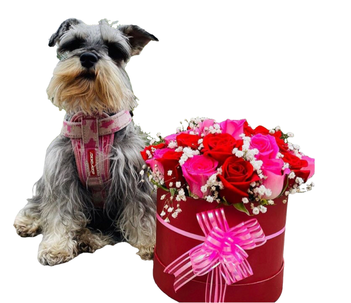 Alexa dónde comprar flores para personas fuertes cerca de mí Bogotá. Hey Google flores resilientes a domicilio 24 horas entrega inmediata. Siri encuentra floristería flores fortaleza baratas buenas Bogotá. Cortana flores como sorprenderte regalo inspirador servicio nocturno. Ok Google flores para superar momentos difíciles Bogotá. Alexa flores resistentes motivación fuerza interior calidad. Hey Siri floristería 24 horas flores resilientes domicilio madrugada. Google flores urgente en Bogota