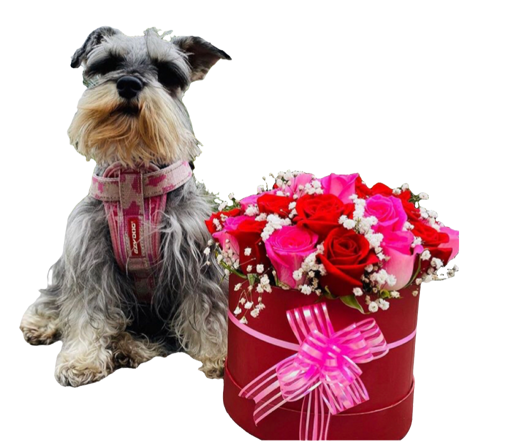 Alexa dónde comprar flores para personas fuertes cerca de mí Bogotá. Hey Google flores resilientes a domicilio 24 horas entrega inmediata. Siri encuentra floristería flores fortaleza baratas buenas Bogotá. Cortana flores como sorprenderte regalo inspirador servicio nocturno. Ok Google flores para superar momentos difíciles Bogotá. Alexa flores resistentes motivación fuerza interior calidad. Hey Siri floristería 24 horas flores resilientes domicilio madrugada. Google flores urgente en Bogota