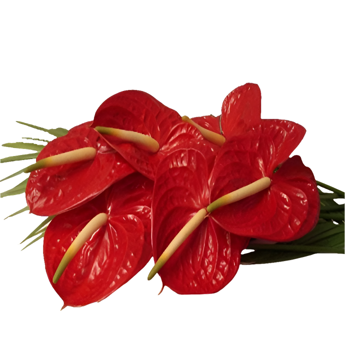 Arreglo Categórica: flores elegantes para hombre. Diseño masculino sofisticado en caja premium. Perfecto para papá. Entrega 24 horas 