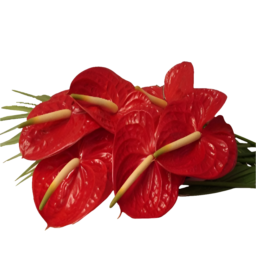 Arreglo Categórica: flores elegantes para hombre. Diseño masculino sofisticado en caja premium. Perfecto para papá. Entrega 24 horas 