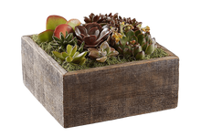 Cargar imagen en el visor de la galería, ¿Dónde comprar planta suculentas jardín centro de mesa en Bogotá? ¿Cuáles son las mejores plantas de bajo mantenimiento? Planta Suculentas Jardín ofrece naturaleza viva que perdura
