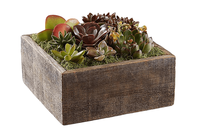 ¿Dónde comprar planta suculentas jardín centro de mesa en Bogotá? ¿Cuáles son las mejores plantas de bajo mantenimiento? Planta Suculentas Jardín ofrece naturaleza viva que perdura