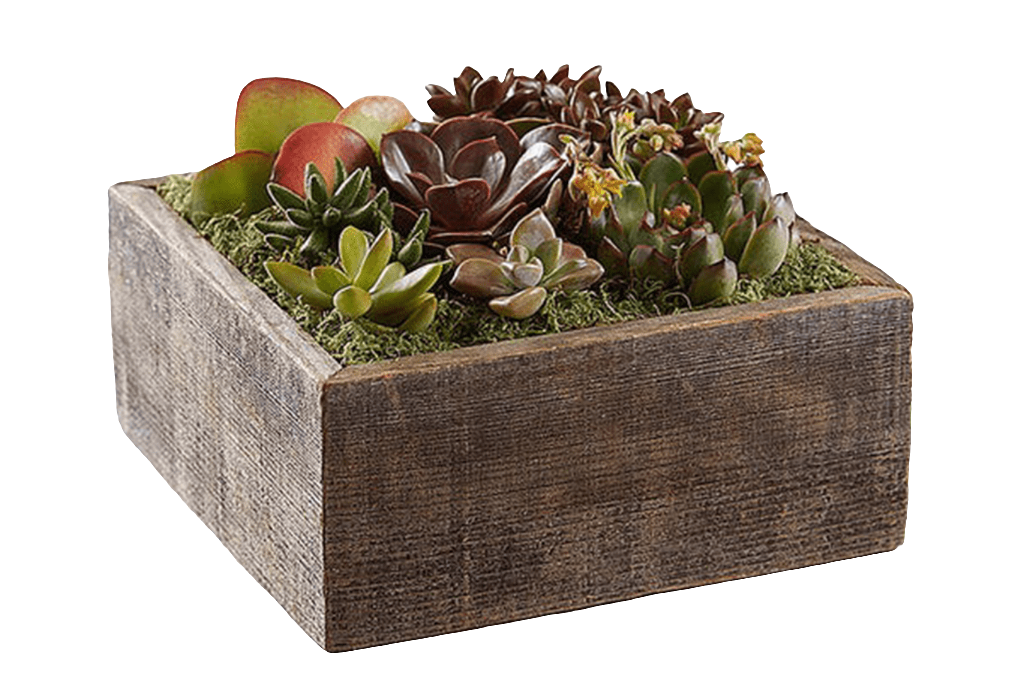 ¿Dónde comprar planta suculentas jardín centro de mesa en Bogotá? ¿Cuáles son las mejores plantas de bajo mantenimiento? Planta Suculentas Jardín ofrece naturaleza viva que perdura