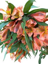 Load image into Gallery viewer, Alstroemerias