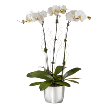 Load image into Gallery viewer, Orquídea Phalaenopsis Formidable de dos tallos en matera decorativa