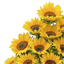 Cargar imagen en el visor de la galería, Girasoles Brillantes Eficientes Bogotá | Regalo Alegre