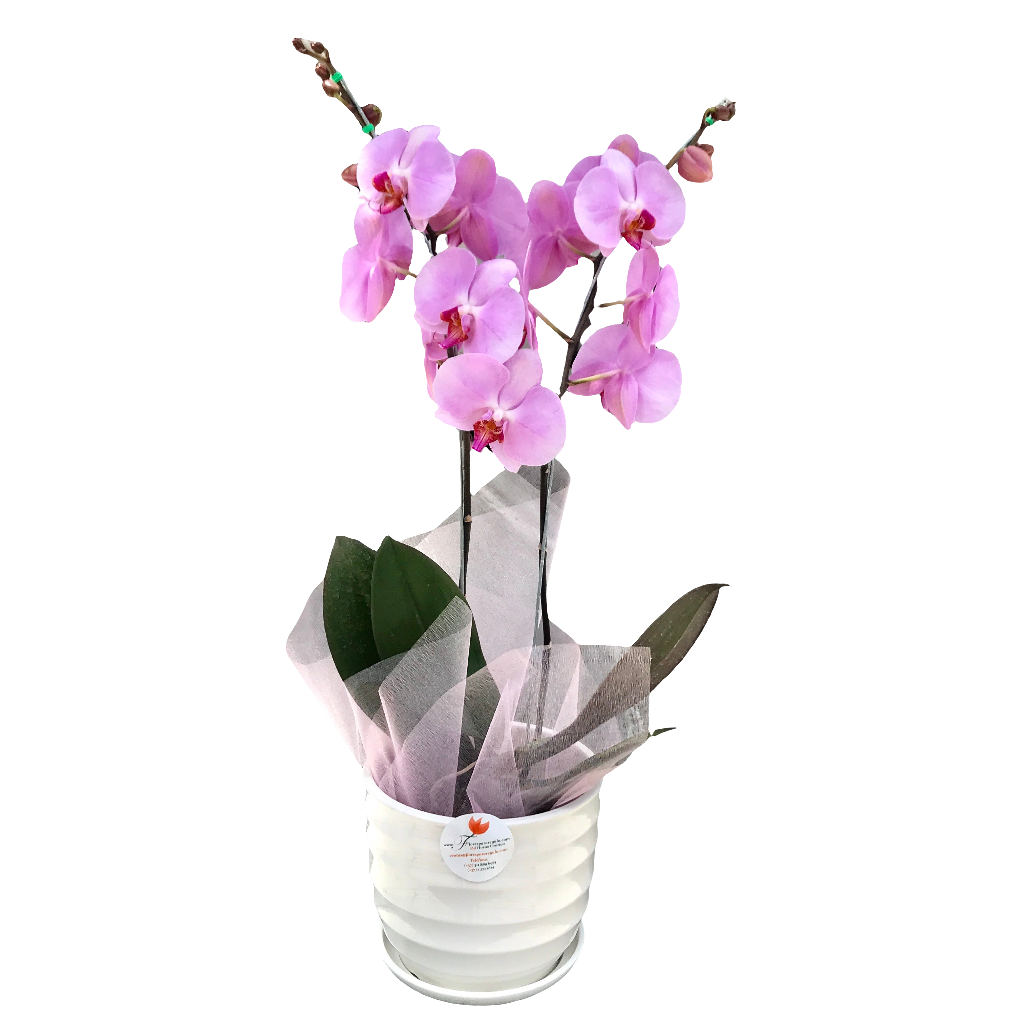Orquidea planta para regalo