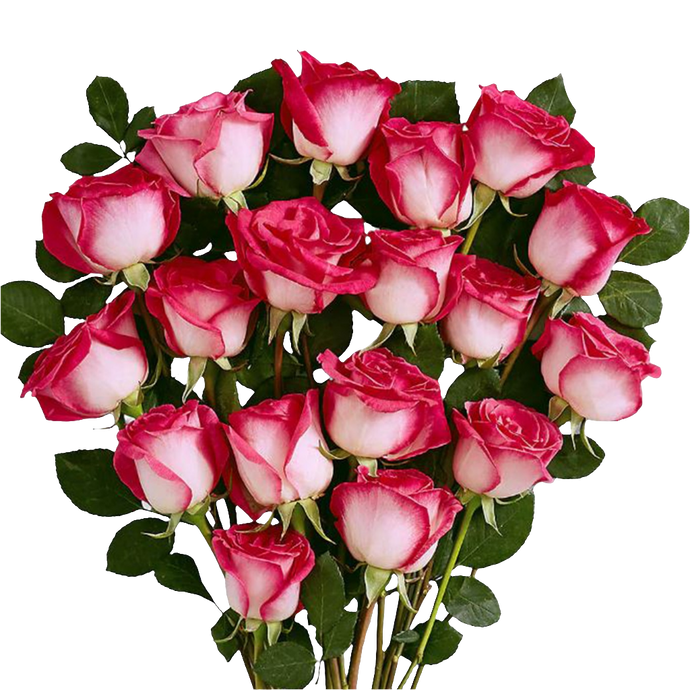 18 Rosas Detalles Rosados 24H Bogotá | Arreglo Romántico Entrega Inmediata