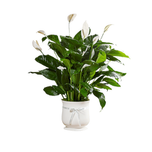 Cargar imagen en el visor de la galería, Planta Jardinera blanca