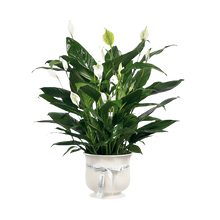 Cargar imagen en el visor de la galería, Planta Jardinera blanca