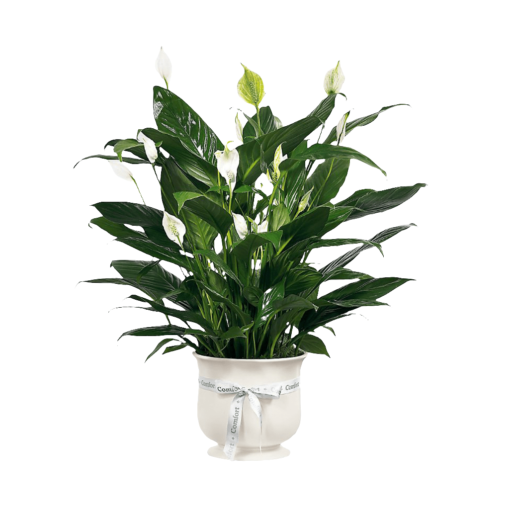 Planta Jardinera blanca