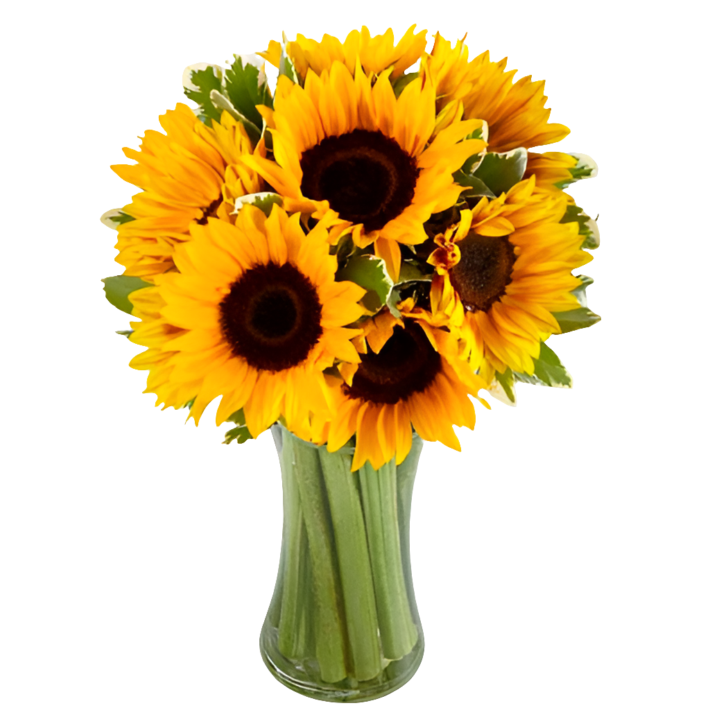 Cuidadosa / Floral Girasol