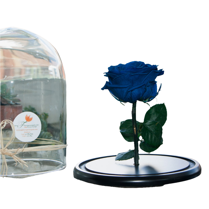 PRESERVED ROSE - Infinite Love