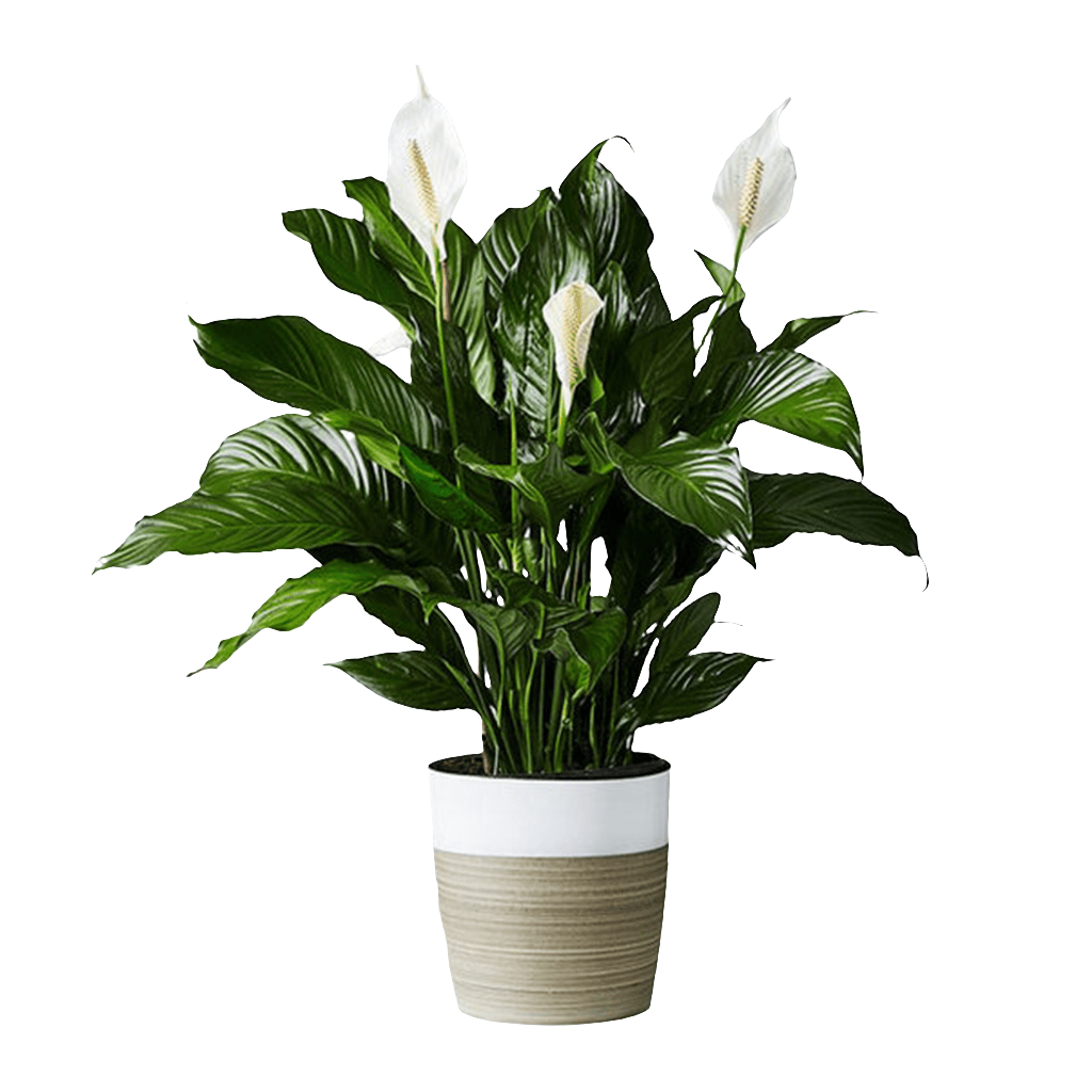 Planta de Anturio blanco