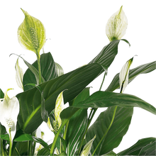 Cargar imagen en el visor de la galería, Planta Jardinera blanca