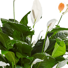 Cargar imagen en el visor de la galería, Planta Jardinera blanca