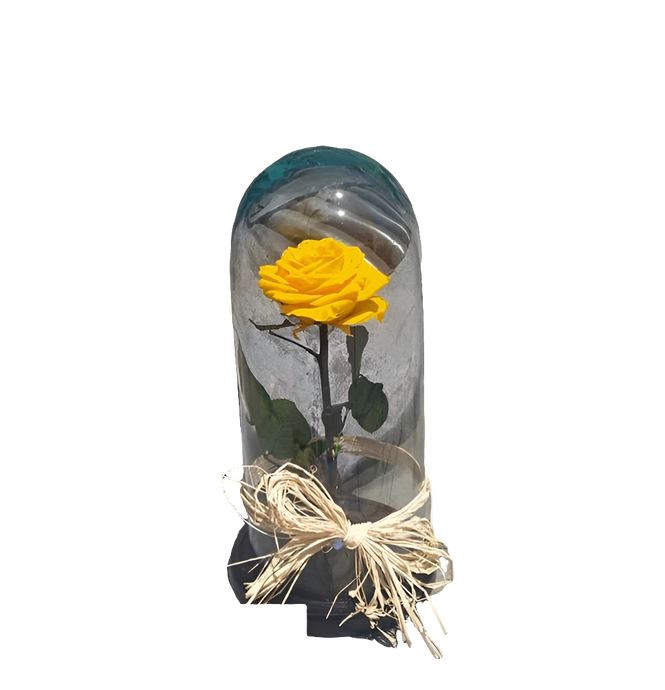 Benévola / Rosa Preservada