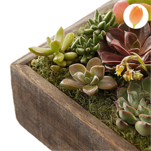 Cargar imagen en el visor de la galería, Planta Suculentas Jardín - Centro Mesa Premium | Plantas Regalo Bogotá