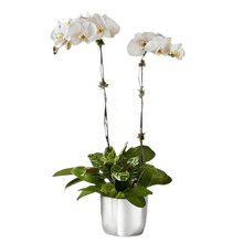 Load image into Gallery viewer, formidable-orquidea-phalaenopsis-dos-tallos-bogota