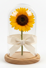 Cargar imagen en el visor de la galería, Girasol preservado