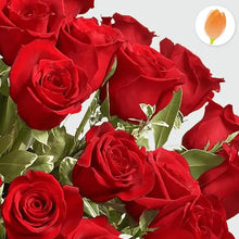 Cargar imagen en el visor de la galería, Imagen que corresponde a las rosas: Luminoso Ramo Rosas, detalle rosas,  coleccion San Valentín, Floristería Flores Para Regalo. Luminoso Ramo Rosas, Bouquet Rosas Rojas Luxury x48 Unidades de Rosas Rojas de lujo, bellamente situadas en un florero cilíndrico de vidrio transparente.