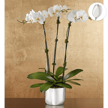 Load image into Gallery viewer, Celebración Orquídea, Cumpleaños Arreglo de flores, Flores para regalo y Flores 24 horas