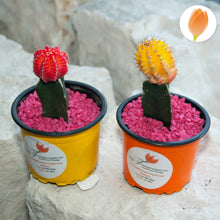 Load image into Gallery viewer, Cactus de Colores - Flores 24 Horas