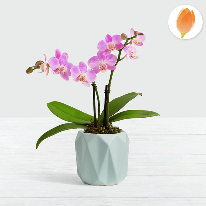 Mini Orquídea Rosa - Flores 24 Horas