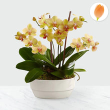 Cargar imagen en el visor de la galería, Planta de orquídea - Flores 24 Horas