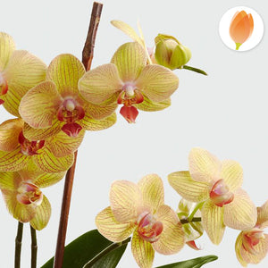 Planta de orquídea - Flores 24 Horas