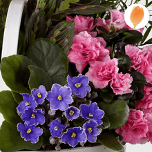 Cargar imagen en el visor de la galería, Planta Jardín Tranquilo, Regala plantas y flores para cualquier ocasión, envía flores por Flores Para Regalo