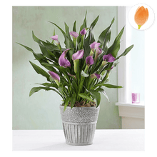 Load image into Gallery viewer, Planta Lirio Elegante, Regala plantas y flores para cualquier ocasión, envía flores por Flores Para Regalo