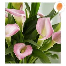 Cargar imagen en el visor de la galería, Planta Lirio Elegante, Regala plantas y flores para cualquier ocasión, envía flores por Flores Para Regalo