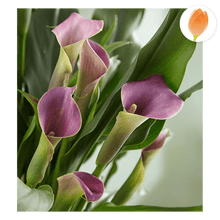Cargar imagen en el visor de la galería, Planta Lirio Elegante, Regala plantas y flores para cualquier ocasión, envía flores por Flores Para Regalo