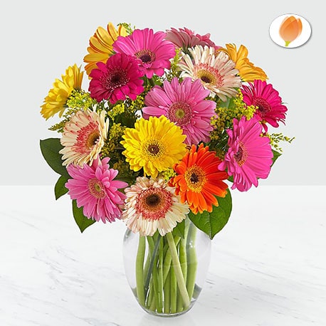 Colorful World Gerbera - Flores 24 Horas