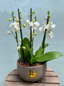 Orquideas Planta Elegancia Floral