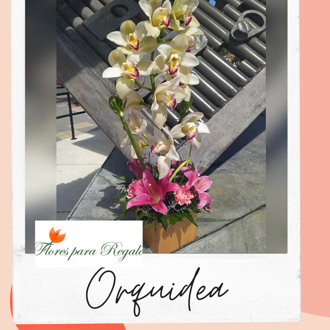 Orquídeas para Ti