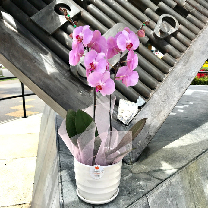 Orchid plant for gift