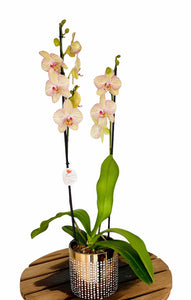 Orquídea en planta