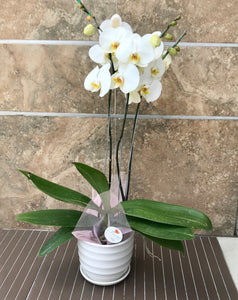 Planta de orquidea Mamá